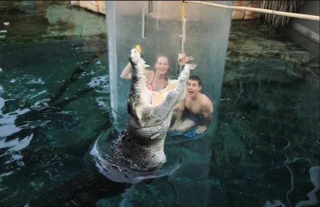 游客花8百多体验死亡之笼，在水下与5米长的食人鳄“亲密接触”