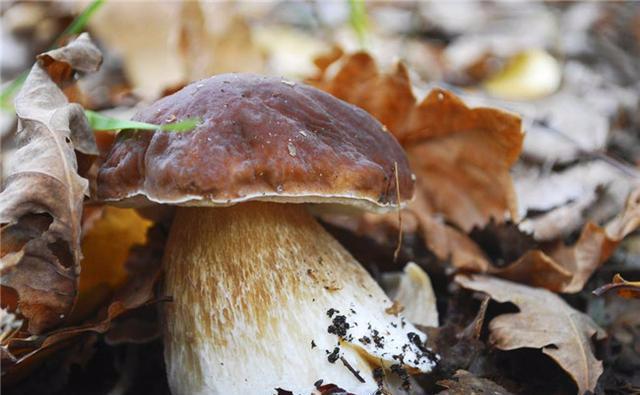 蘑菇的种类有哪些？十种常见可食用蘑菇