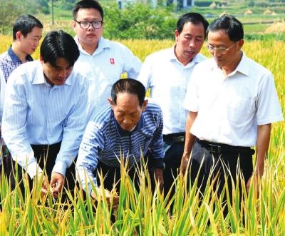 袁隆平在海南育种，因一件事，学员们都认定他是杂交稻的总设计师