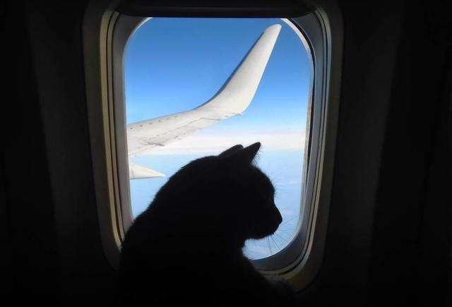 带猫出国攻略：出国搬家如何携带宠物？这些宠物托运常识你要知道