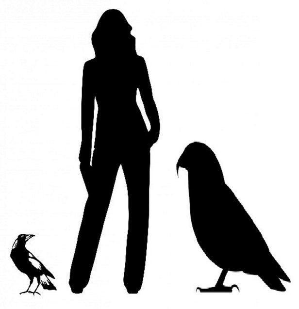 古生物学家在新西兰发现已灭绝巨型鹦鹉的遗骸