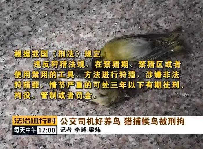 北京：公交司机非法捕猎，家中搜出23只北京二级保护野鸟