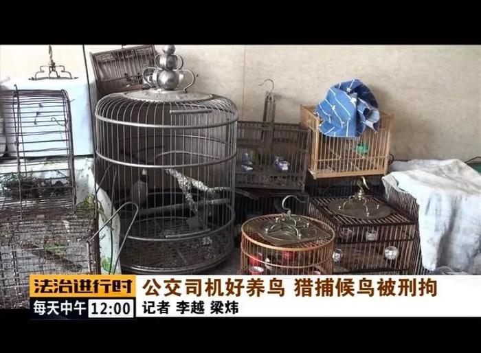 北京：公交司机非法捕猎，家中搜出23只北京二级保护野鸟