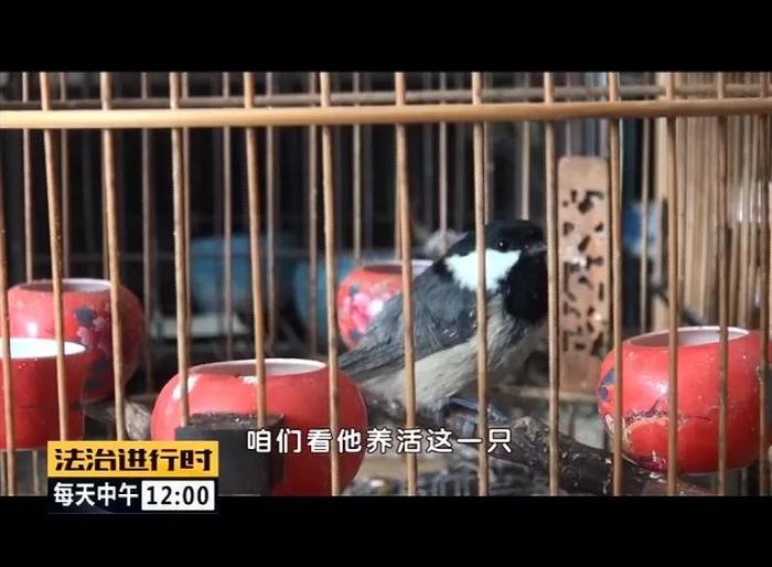 北京：公交司机非法捕猎，家中搜出23只北京二级保护野鸟