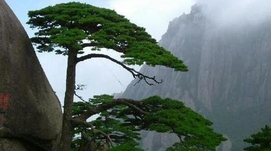 黄山的五大名松，迎客松只是其中之一，还有其他四棵是什么
