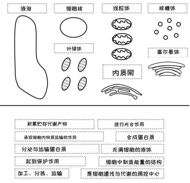 植物细胞都是由什么组成的？这个游戏能帮你记住