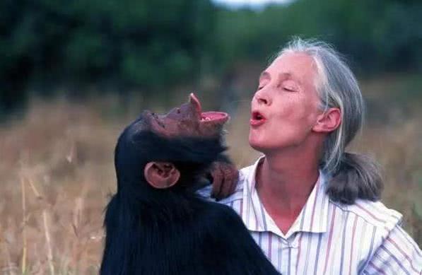 黑猩猩和人类基因相似度达99.4%，为什么他们不是人属类？