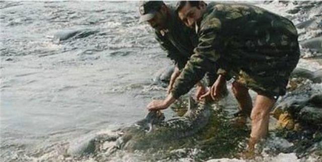 印度长期水葬导致“食人水怪”巨型鲶鱼对人肉产生兴趣