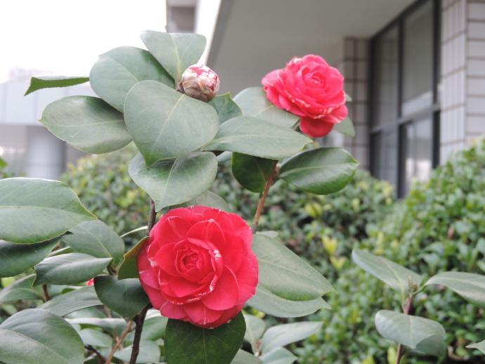 喜欢菊花，不如养盆“红山茶花”红嫦娥彩，花开美艳，婀娜多姿