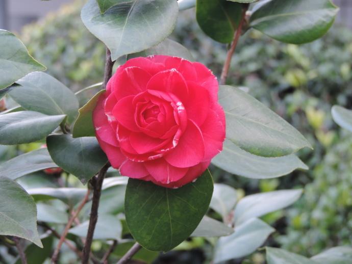 喜欢菊花，不如养盆“红山茶花”红嫦娥彩，花开美艳，婀娜多姿