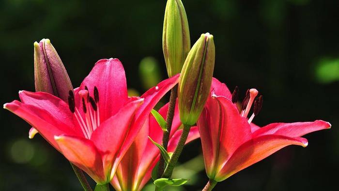 此花花开艳丽，漂亮动人，妖娆无比，寓意美好，适合新婚夫妇养护