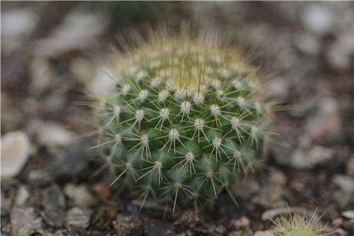 这4种植物不能“瞎浇水”，“喷水”养护直接烂心，救都救不活