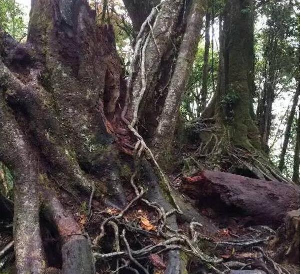 云南周边旅游：彝良小草坝，云县白莺山，红河大围山，黑河老坡