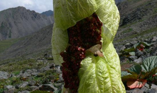 喜马拉雅山的巨型“白菜”，非常稀有，比雪莲还珍贵！
