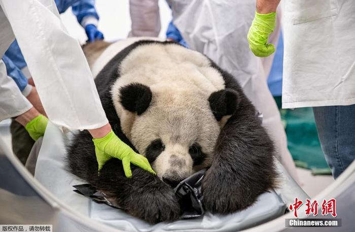 旅德大熊猫娇庆接受体检 今年春天被发现肾脏大小不一旅德大熊猫娇庆接受体检 今年春天被发现肾脏大小不一