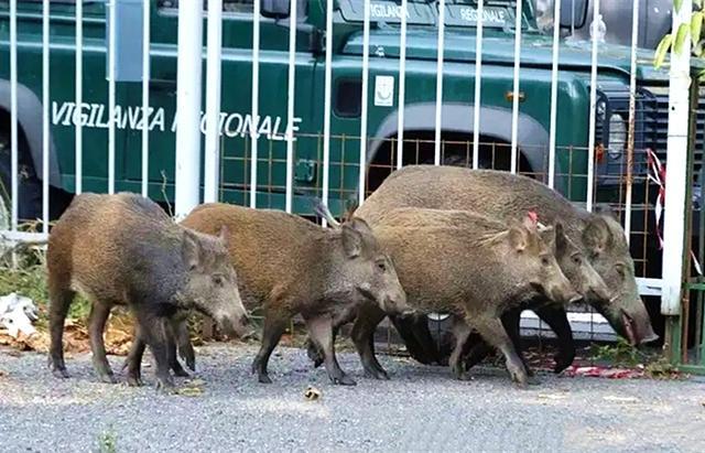 意大利野猪泛滥，10年里数量翻倍，已经超过100万头，网友：想吃