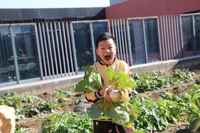 乐坏“小农夫”北京第二实验小学朝阳学校小菜园衍生“大德育”