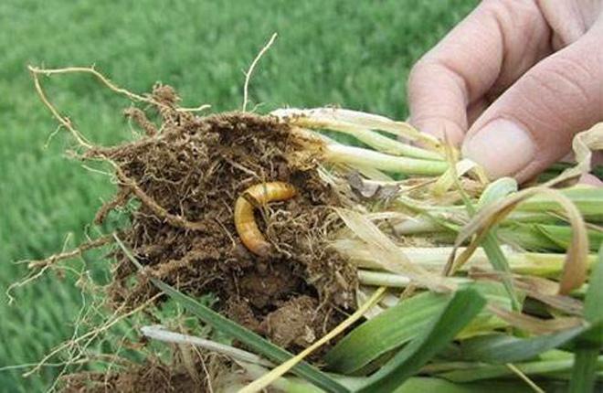小麦被地下害虫咬断了根系，叶片发黄不长，用什么农药防治好？