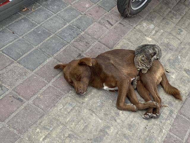 惨遭遗弃的猫狗，相依为命不肯离去，守在原地等主人