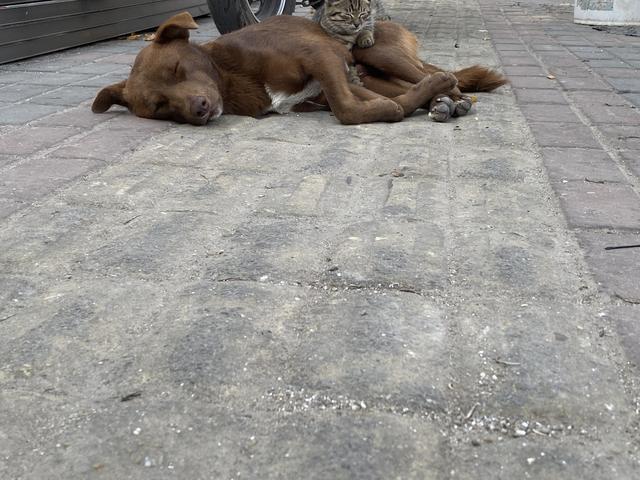 惨遭遗弃的猫狗，相依为命不肯离去，守在原地等主人