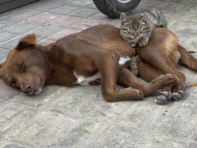 惨遭遗弃的猫狗，相依为命不肯离去，守在原地等主人