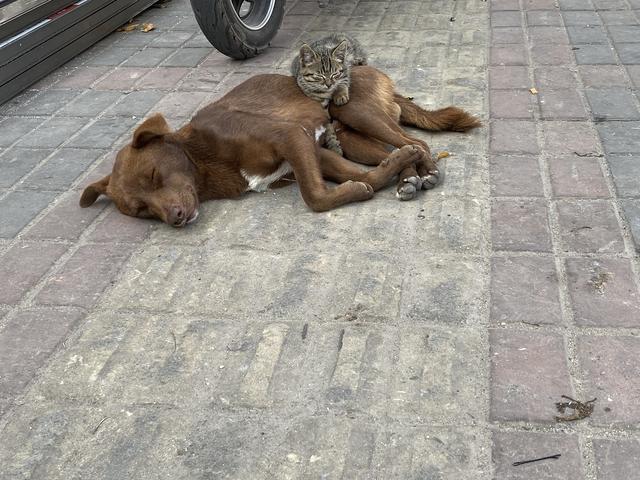 惨遭遗弃的猫狗，相依为命不肯离去，守在原地等主人