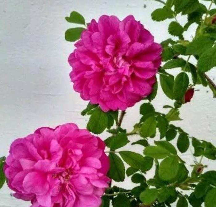 喜欢菊花，不如养盆“高档玫瑰”大马士革，万紫千红，争奇斗艳