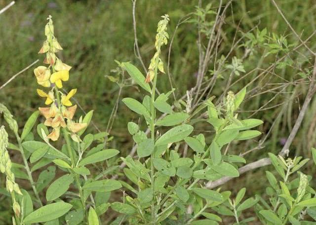 在荒山里，1种杂草开出黄色“花朵”，被称为“猪屎豆”，有价值