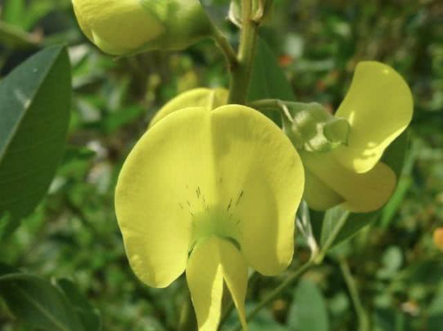 在荒山里，1种杂草开出黄色“花朵”，被称为“猪屎豆”，有价值