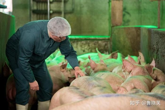 猪肉价格飙升之时，德国养猪巨头驰援中国，带来过硬技术