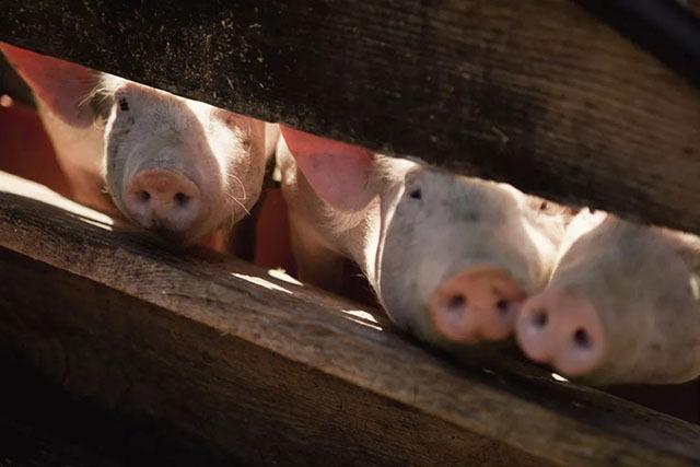 猪肉价格终于跌了！各地利好信息频出，用好政策助你养猪