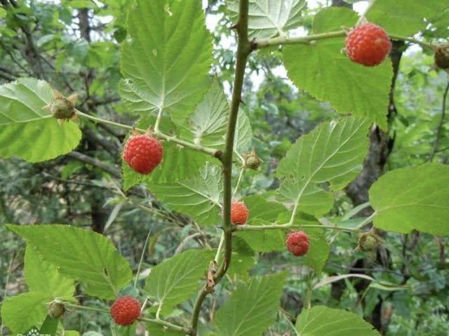 山沟下有1种“野果”，小时候叫它“野草莓”，果子为红色，珍贵