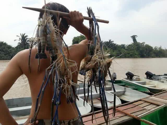 湄公河虾泛滥成灾，个头大的和小臂一样，游客随便钓都可以钓到