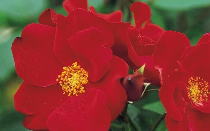 喜欢玫瑰，首选这款“精品玫瑰”至高，花姿妖艳 洁雅高贵