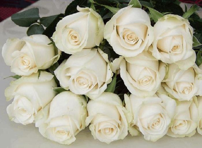 喜欢玫瑰，就养个“珍品玫瑰”芬德拉，花开洁白无瑕，清洁高雅