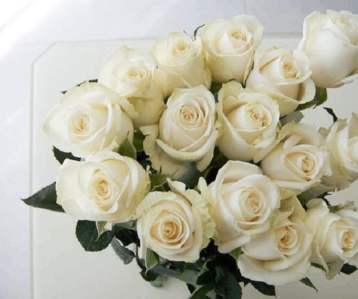 喜欢玫瑰，就养个“珍品玫瑰”芬德拉，花开洁白无瑕，清洁高雅