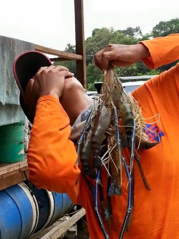 湄公河虾泛滥成灾，个头大的和小臂一样，游客随便钓都可以钓到