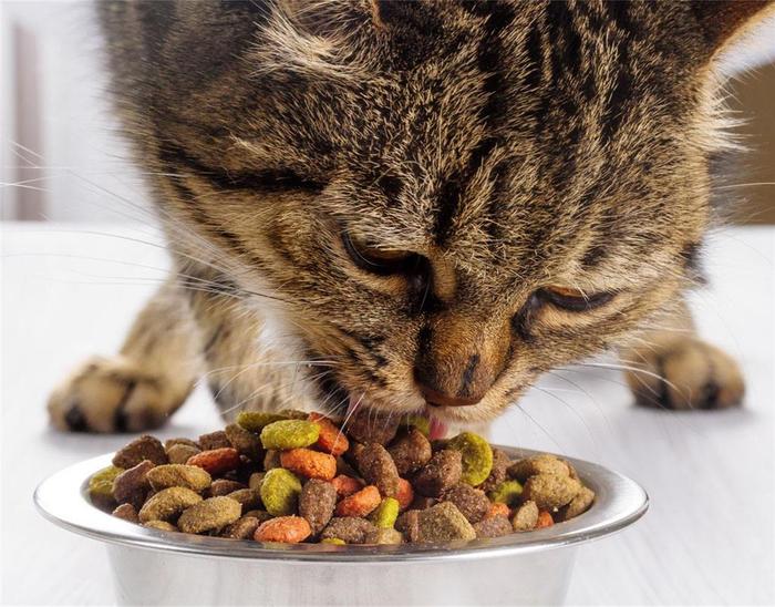 猫咪吃干饲料好，还是猫罐头好？5个角度考虑，最后一个很重要