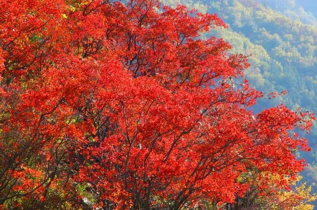 它是川西旅行的宝藏地，徒步者的天堂，秋景不逊色于稻城亚丁