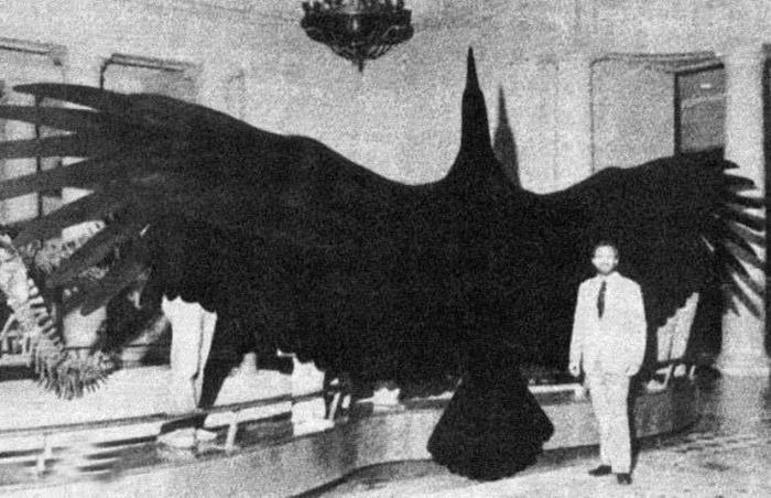 世界上最大的鹰，翼展7米重70公斤，老虎见了它都得跑！