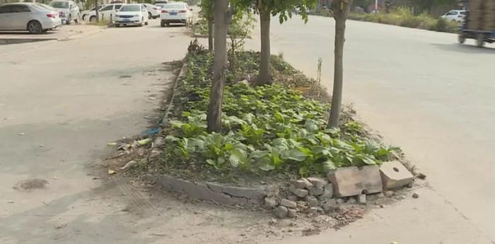 潮州有人绿化带上种蔬菜，竟然曝光至今还没整改