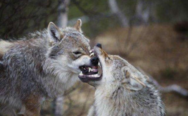 狼族的天敌，光听到名字就让凶狠无畏的狼闻风丧胆，专门吃狼