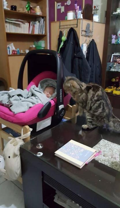 猫猫总直勾勾盯着婴儿看，抱走婴儿后懂了