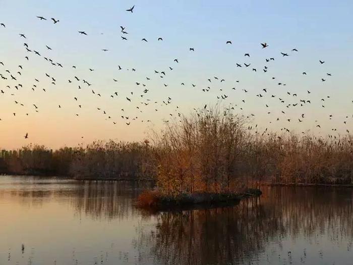 西安周边竟然藏着个小江南：万亩芦苇飘荡，吸引来大批候鸟