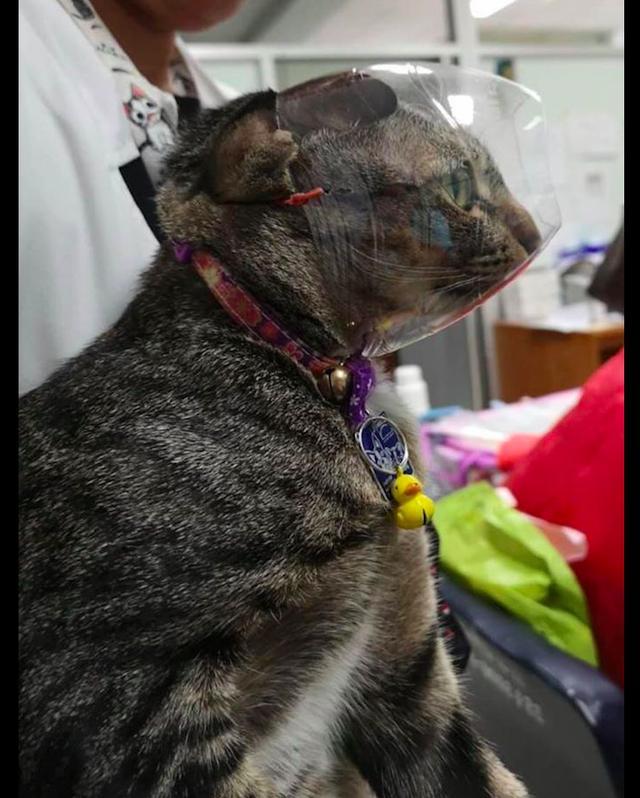 主人给猫咪剪指甲时，为防止被咬伤做了个神器，猫：感觉被侮辱了