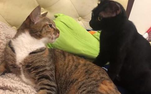猫弟弟偷偷去咬姐姐，被喵姐姐死亡凝视，看来这只猫咪是喜欢姐姐