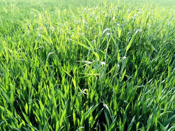 专家：今年又是一个“暖冬”！小麦冬前旺长，该怎么防？