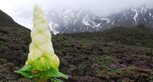 高山上的大白菜，很多人冒生命危险去采摘，好几万买不到