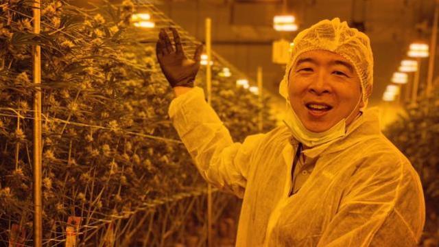 华裔总统参选人杨安泽晒与大麻合照，提倡大麻合法化想征税