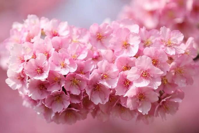 心理学：哪一张图的樱花开的最美，测你是不是崇尚简单的人？